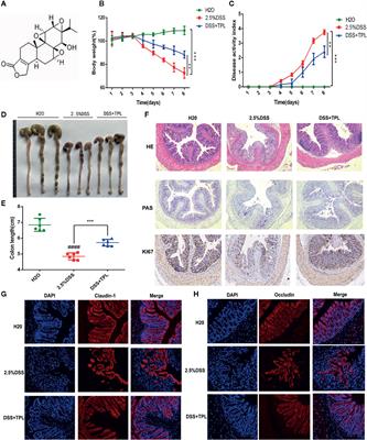 Therapeutic Potential of Triptolide as an Anti-Inflammatory Agent in Dextran Sulfate Sodium-Induced Murine Experimental Colitis